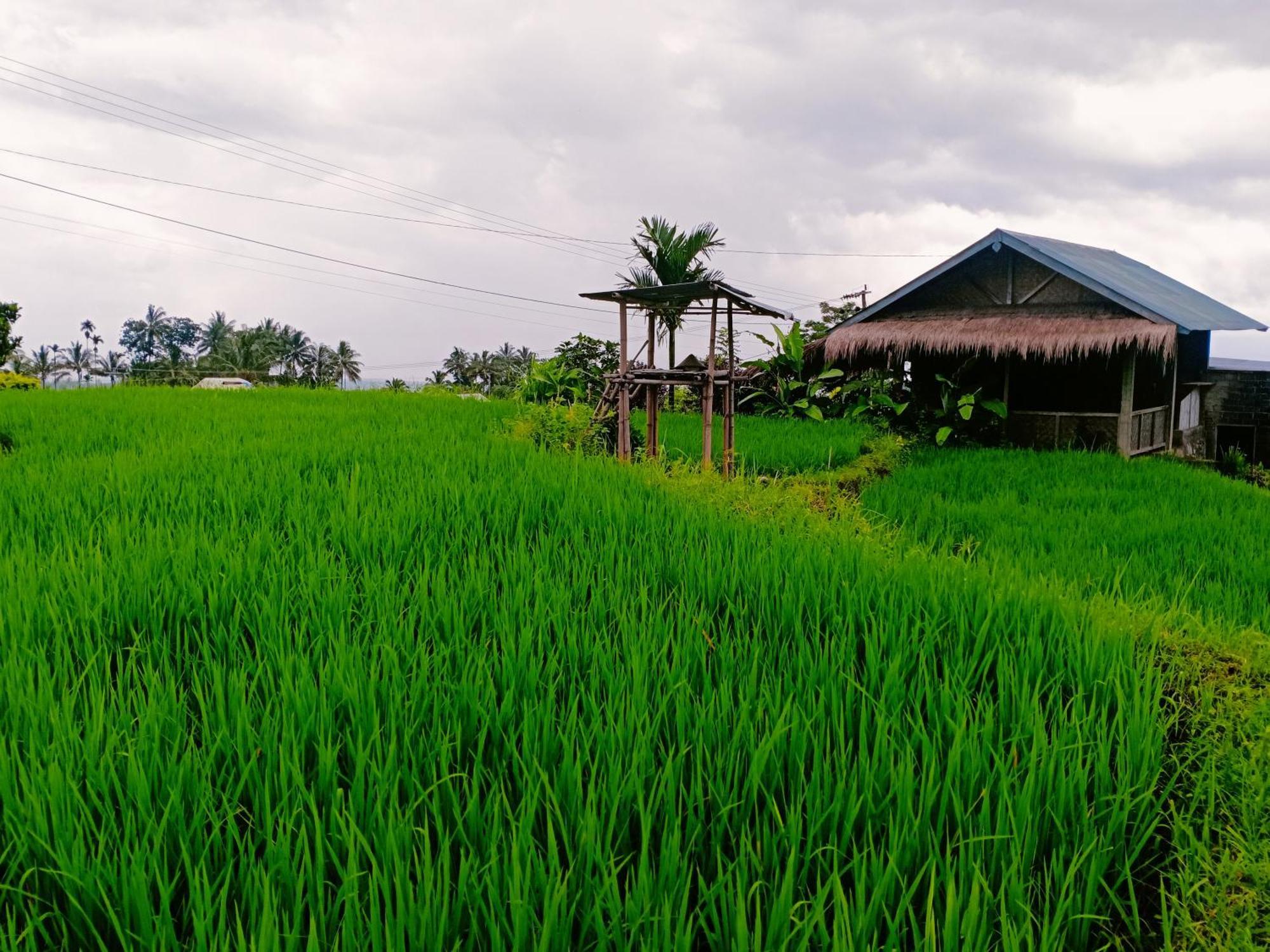 Bayan Exotic Homestay سينارو المظهر الخارجي الصورة